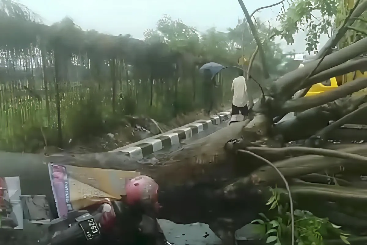 Hujan Deras dan Angin Kencang Sebabkan Pohon Tumbang di Tangerang Selatan, Satu Pengendara Motor Terluka