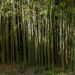 Rumpun bambu