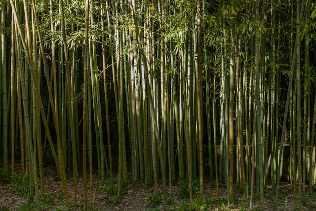 Rumpun bambu