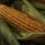aneka olahan jagung