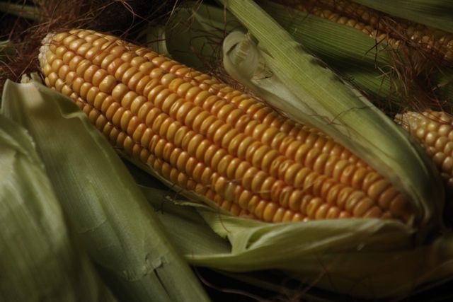 aneka olahan jagung