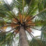 pohon kelapa
