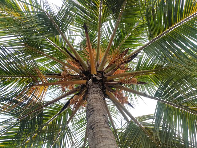 pohon kelapa
